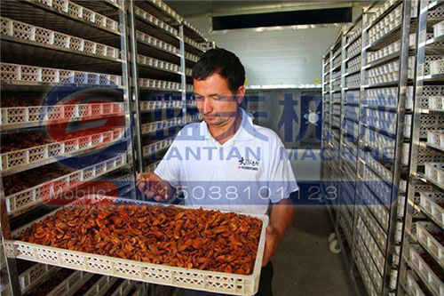 新疆杏干烘干機用戶現場